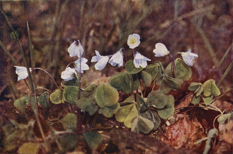 Ville blomster: Wood Sorrel (fargebilde) av Charles Essenhigh Corke