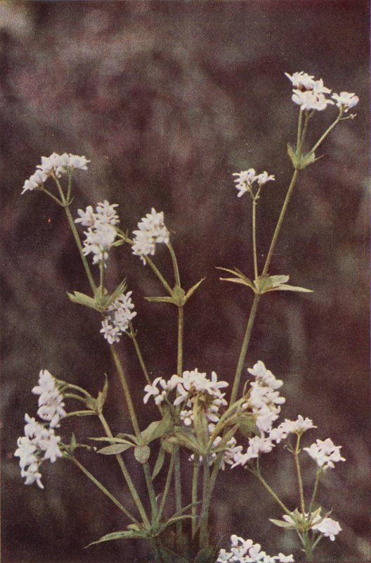 Ville blomster: Woodruff (fargebilde) av Charles Essenhigh Corke