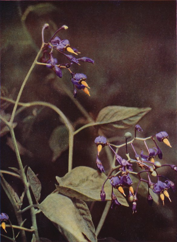Ville blomster: Woody Nightshade (fargebilde) av Charles Essenhigh Corke