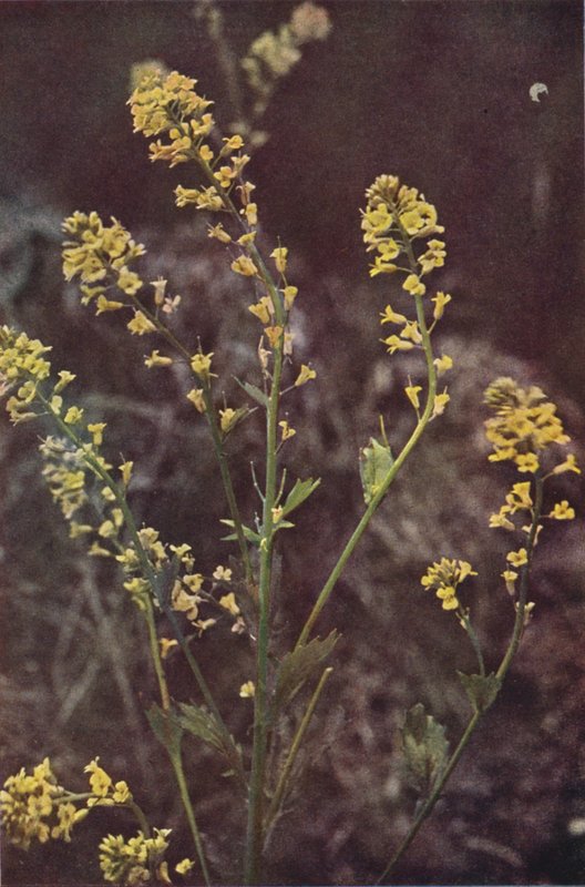 Ville blomster: Yellow Rocket (fargebilde) av Charles Essenhigh Corke