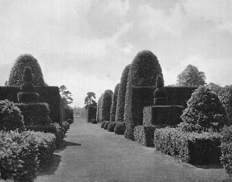Ilex og barlind av Charles Latham