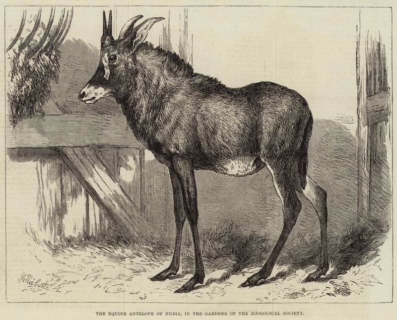 Equine Antilope of Nubia, i Gardens of the Zoological Society av Charles William Carter