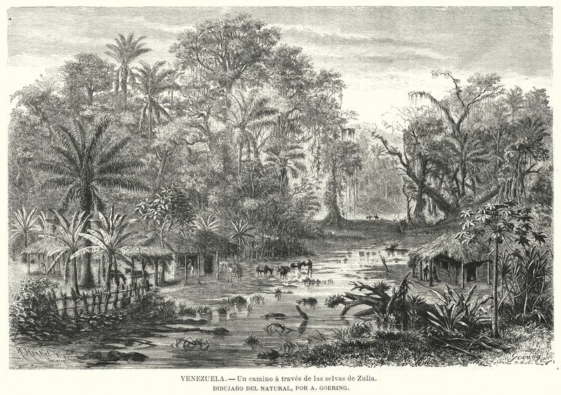 Vei gjennom jungelen i Zulia, Venezuela (litho) av Christian Anton Goering
