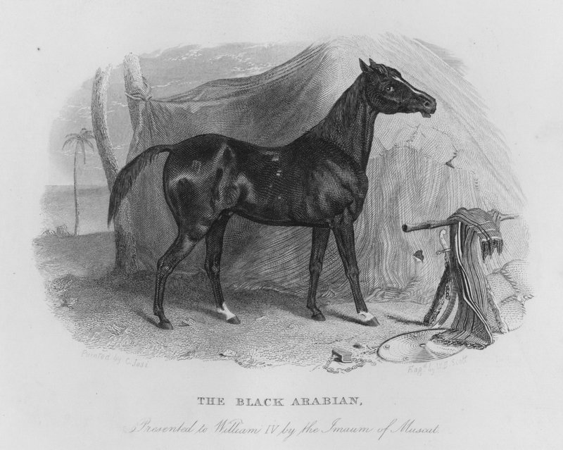 The Black Arabian, presentert for William IV av Imaum of Muscat (gravering) av Christian Josi
