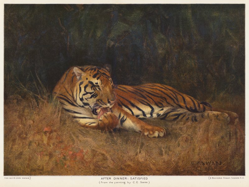 Etter middag, fornøyd (farge litho) av Cuthbert Edmund Swan