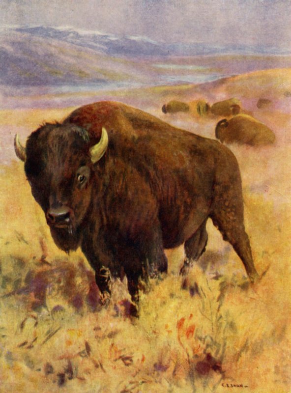 I dyrehagen: Bison (farge litho) av Cuthbert Edmund Swan