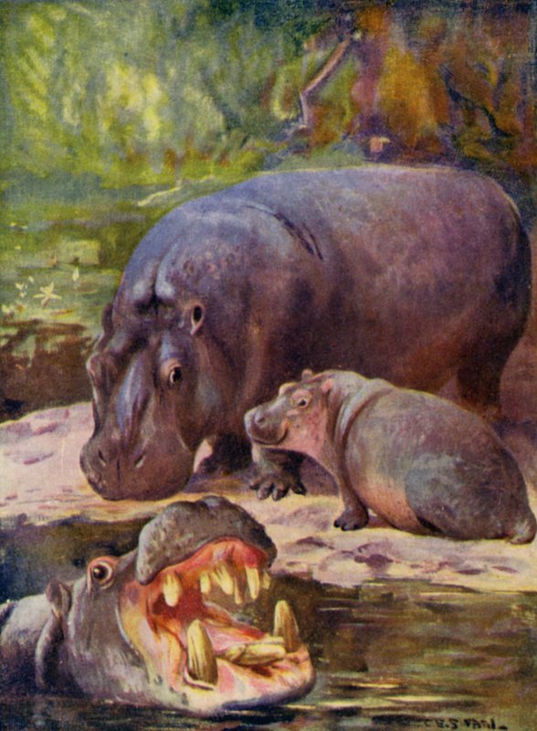 I dyrehagen: Hippopotamus (farge litho) av Cuthbert Edmund Swan