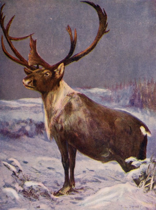 I dyrehagen: Reinsdyr (farge litho) av Cuthbert Edmund Swan
