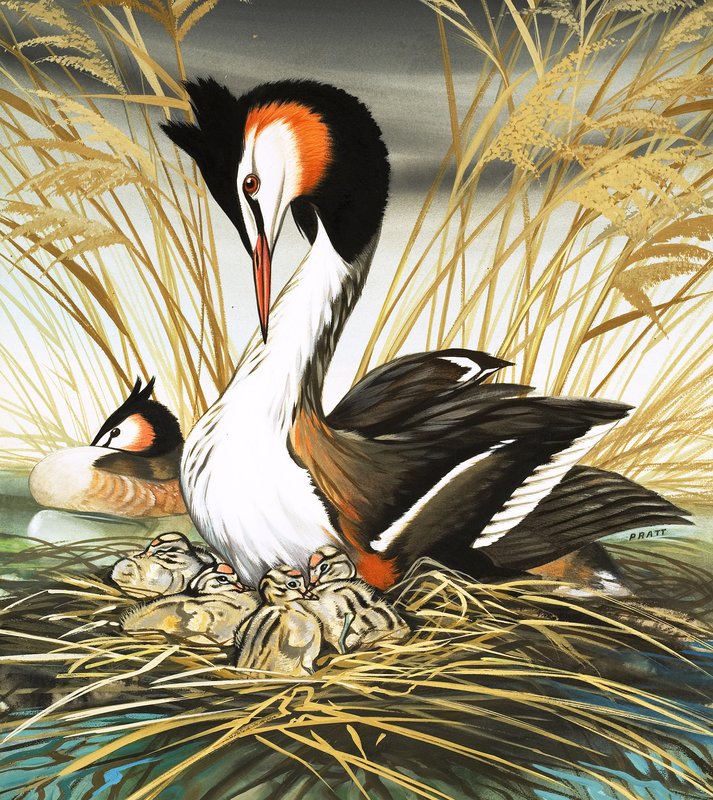 Topplappdykker, illustrasjon fra «Det var en gang» (gouache på papir) av David Pratt