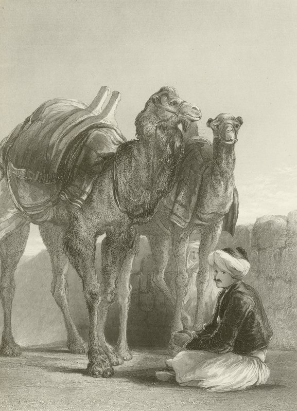 En gruppe kameler ved Smyrna av David Wilkie