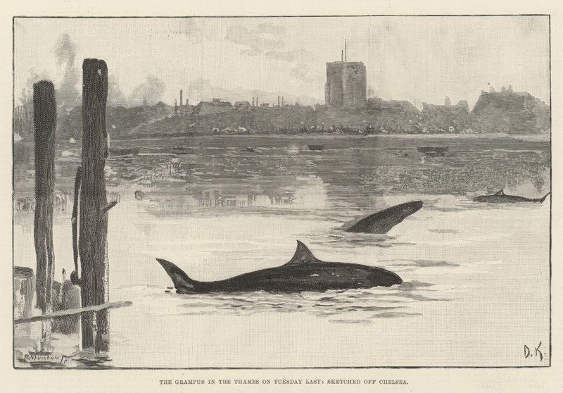 The Grampus in the Thames on Tuesday Last, skissert Chelsea av Davidson Knowles