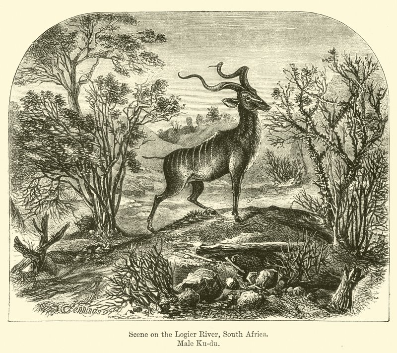 Scene ved Logier-elven, Sør-Afrika, Male Ku-du av E. Jennings