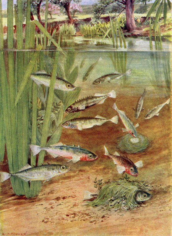 Sticklebacks og deres reir av E.H. Fitchew