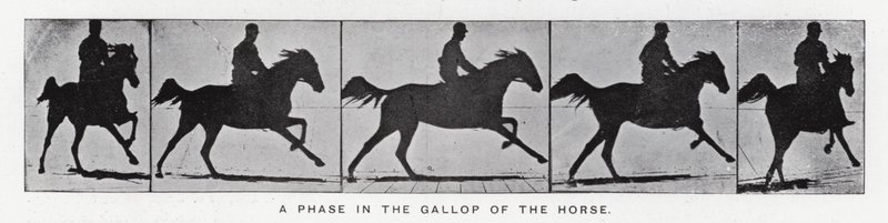 Eadweard Muybridge: En fase i galoppen til hesten (s/hvitt bilde) av Eadweard Muybridge