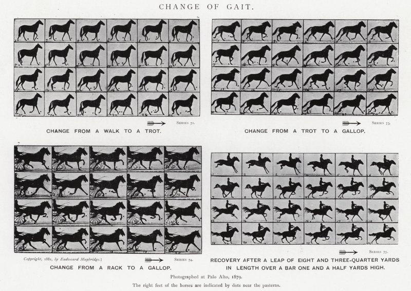 Eadweard Muybridge: Change of Gait (s/hvitt-bilde) av Eadweard Muybridge