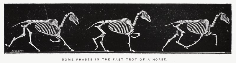 Eadweard Muybridge: Noen faser i det raske travet til en hest (s/hv-bilde) av Eadweard Muybridge