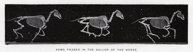 Eadweard Muybridge: Noen faser i galoppen til hesten av Eadweard Muybridge