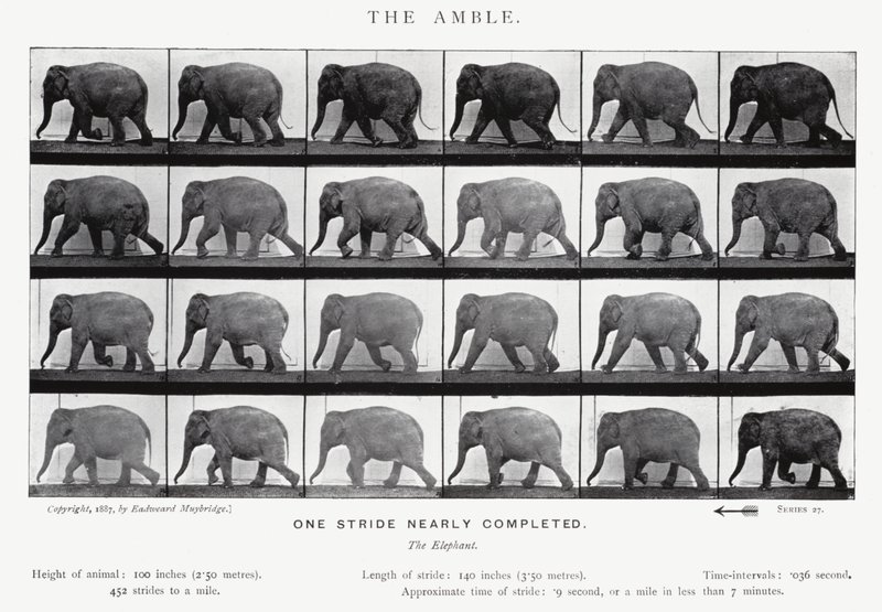 Eadweard Muybridge: The Amble (s/hvitt-bilde) av Eadweard Muybridge