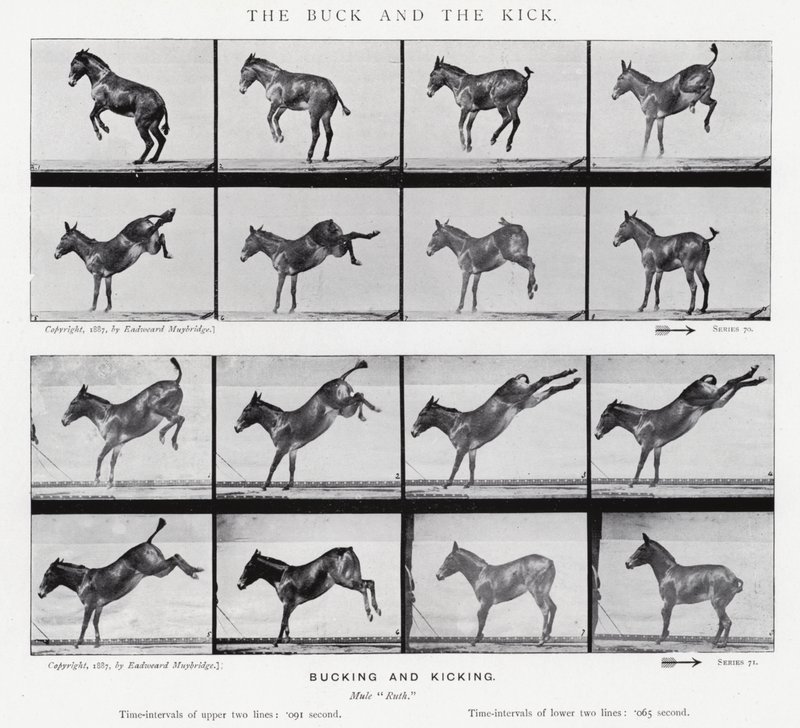 Eadweard Muybridge: The Buck and the Kick (s/hvitt-bilde) av Eadweard Muybridge