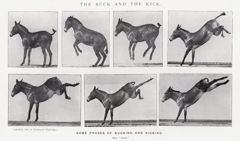 Eadweard Muybridge: The Buck and the Kick (s/hvitt-bilde) av Eadweard Muybridge