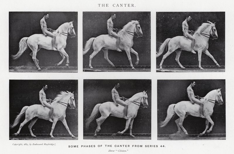 Eadweard Muybridge: The Canter (s/hvitt bilde) av Eadweard Muybridge