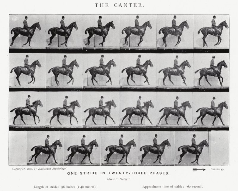 Eadweard Muybridge: Galoppen av Eadweard Muybridge