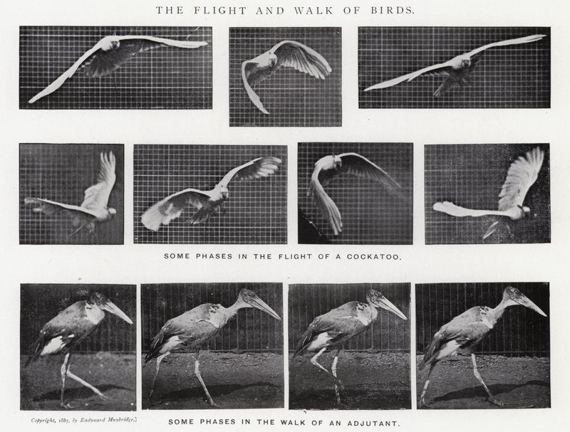Eadweard Muybridge: The Flight and Walk of Birds (s/hvitt-bilde) av Eadweard Muybridge
