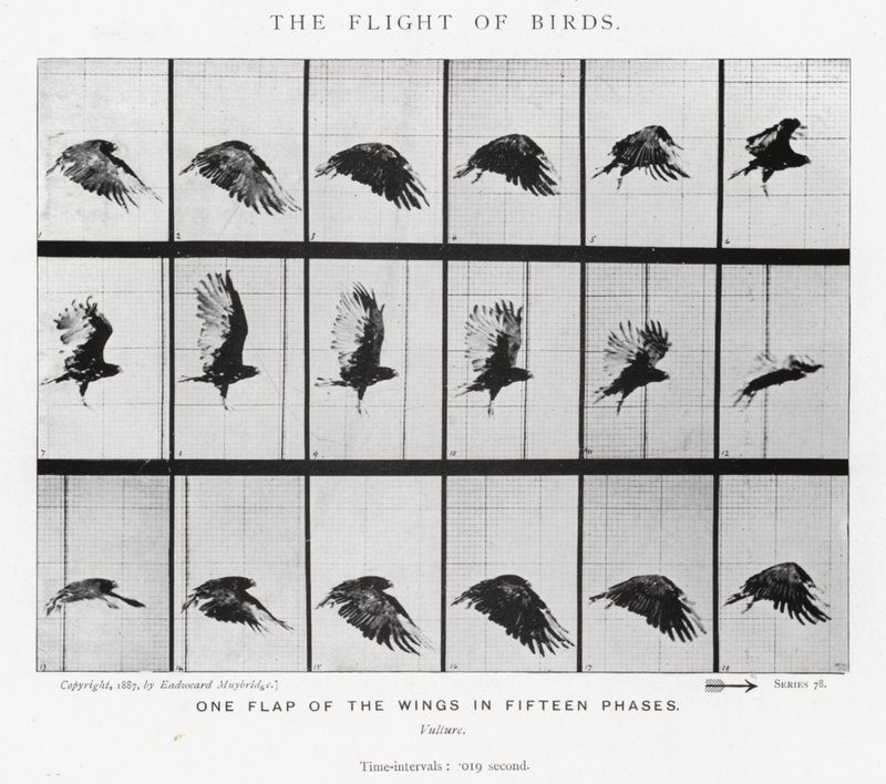 Eadweard Muybridge: The Flight of Birds (s/hvitt-bilde) av Eadweard Muybridge