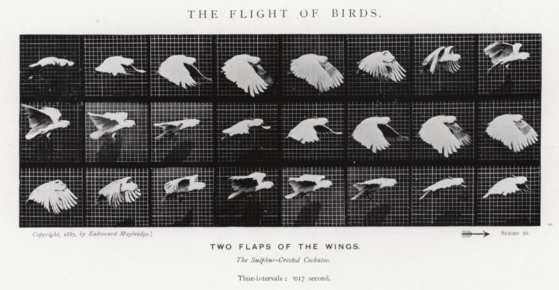 Eadweard Muybridge: The Flight of Birds (s/hvitt-bilde) av Eadweard Muybridge