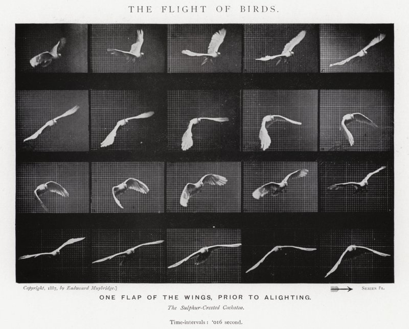 Eadweard Muybridge: The Flight of Birds (s/hvitt-bilde) av Eadweard Muybridge