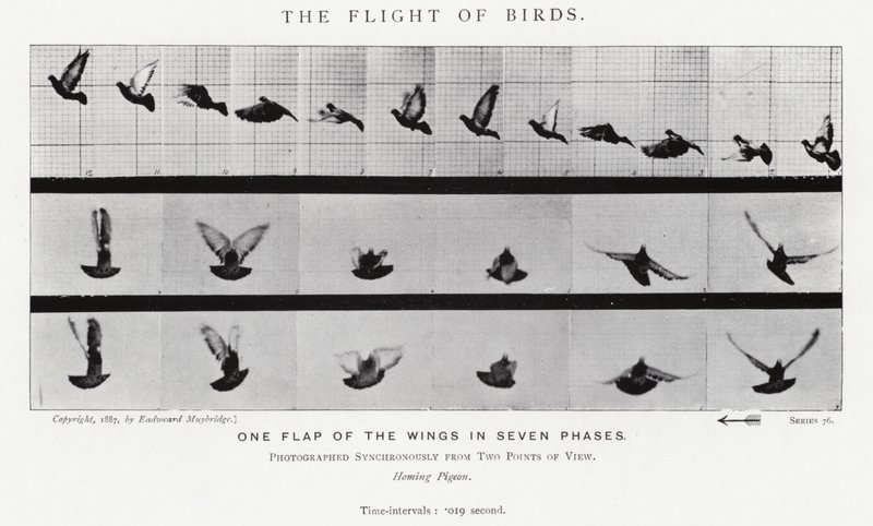 Eadweard Muybridge: The Flight of Birds (s/hvitt-bilde) av Eadweard Muybridge