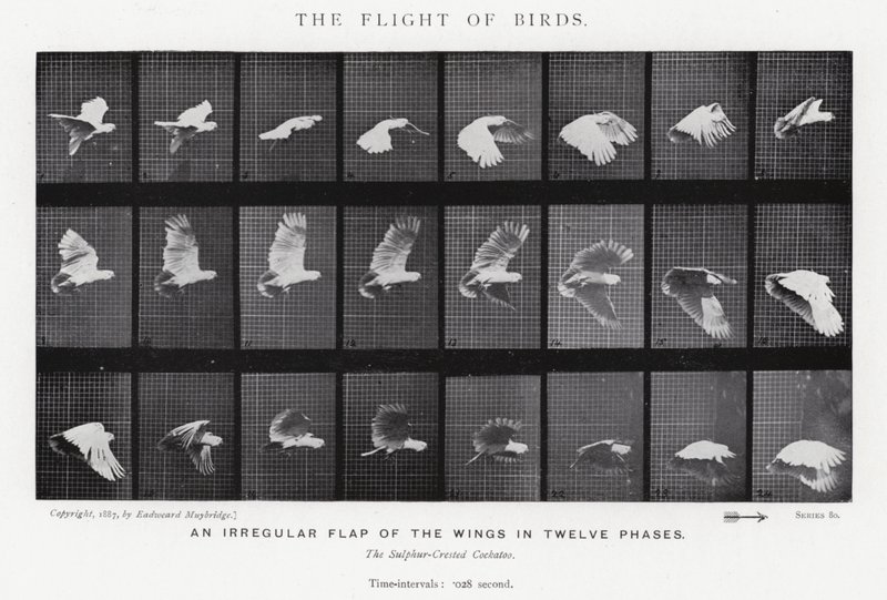 Eadweard Muybridge: The Flight of Birds (s/hvitt-bilde) av Eadweard Muybridge