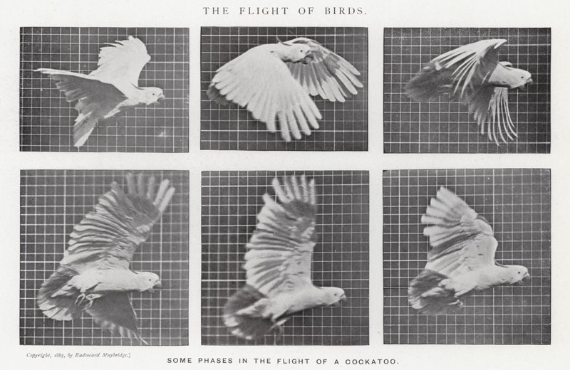 Eadweard Muybridge: The Flight of Birds (s/hvitt-bilde) av Eadweard Muybridge