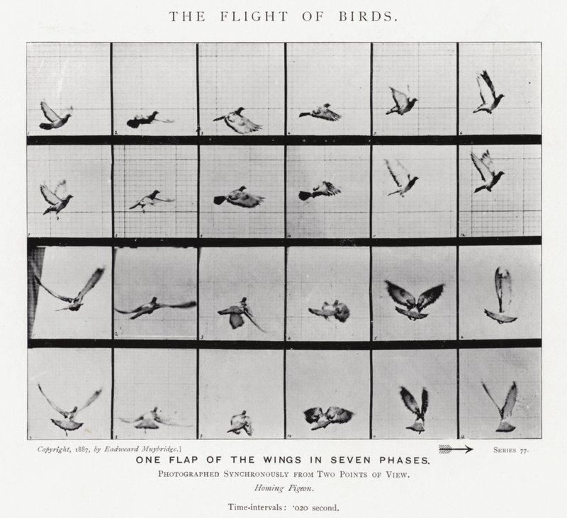 Eadweard Muybridge: The Flight of Birds (s/hvitt-bilde) av Eadweard Muybridge