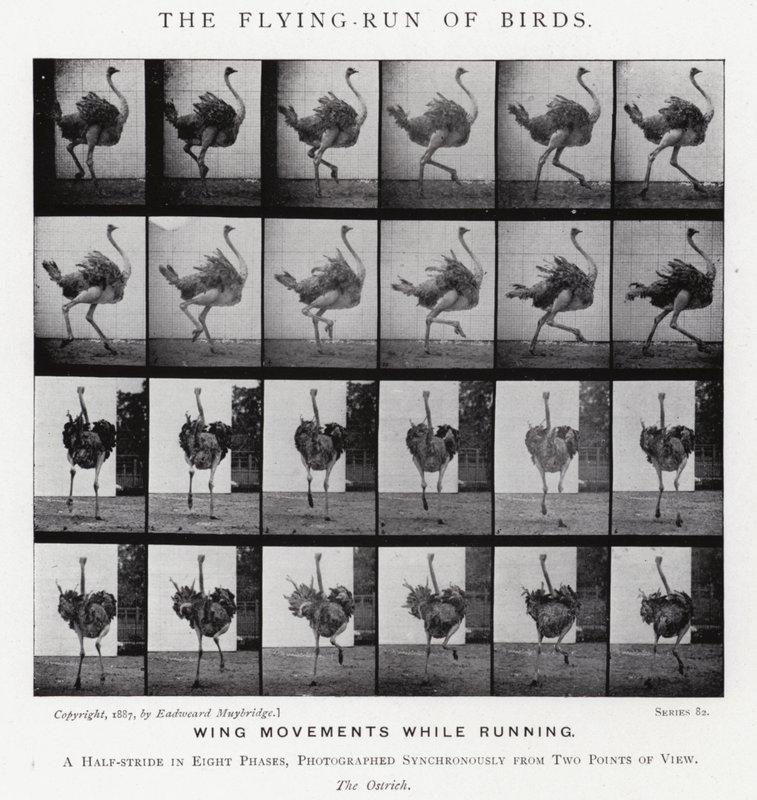 Eadweard Muybridge: The Flying-Run of Birds (s/hvitt-bilde) av Eadweard Muybridge
