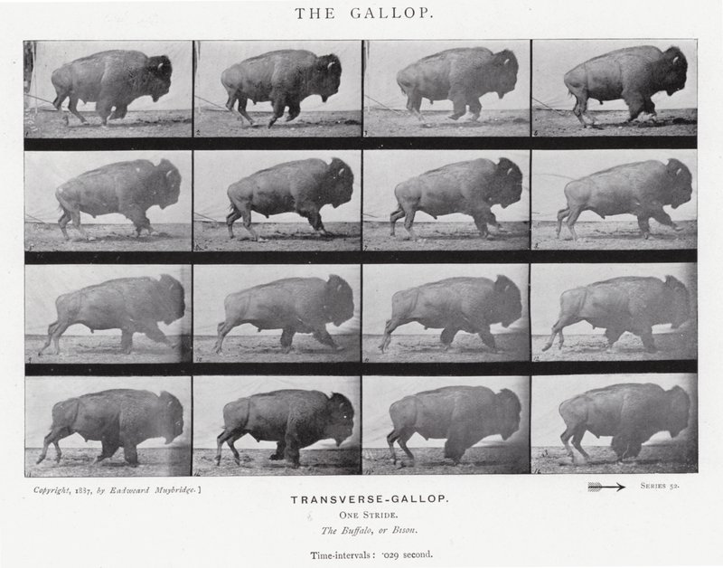 Eadweard Muybridge: The Gallop (s/hvitt-bilde) av Eadweard Muybridge