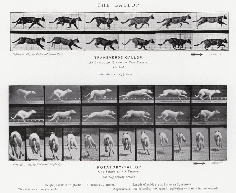 Eadweard Muybridge: The Gallop (s/hvitt-bilde) av Eadweard Muybridge