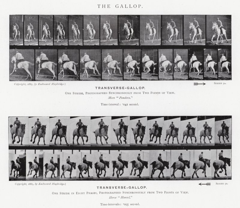 Eadweard Muybridge: The Gallop (s/hvitt-bilde) av Eadweard Muybridge