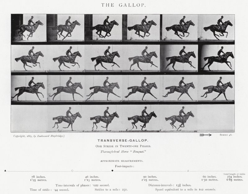 Eadweard Muybridge: The Gallop (s/hvitt-bilde) av Eadweard Muybridge