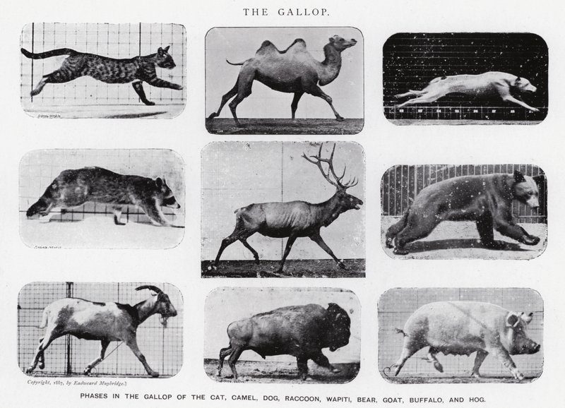 Eadweard Muybridge: The Gallop (s/hvitt-bilde) av Eadweard Muybridge