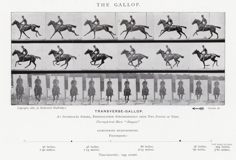 Eadweard Muybridge: The Gallop (s/hvitt-bilde) av Eadweard Muybridge