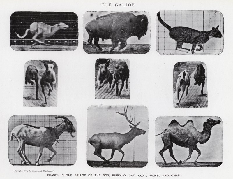 Eadweard Muybridge: The Gallop (s/hvitt-bilde) av Eadweard Muybridge