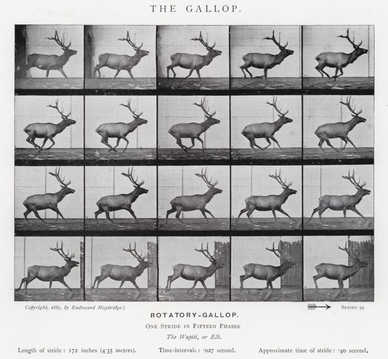 Eadweard Muybridge: The Gallop (s/hvitt-bilde) av Eadweard Muybridge
