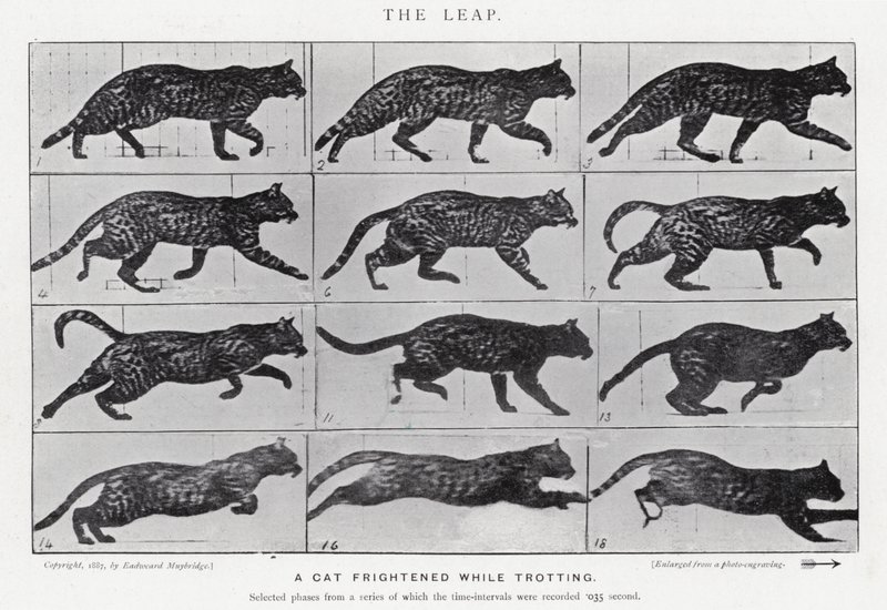 Eadweard Muybridge: The Leap (s/hvitt-bilde) av Eadweard Muybridge