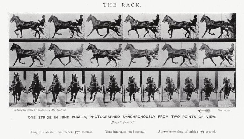 Eadweard Muybridge: The Rack (s/hvitt-bilde) av Eadweard Muybridge