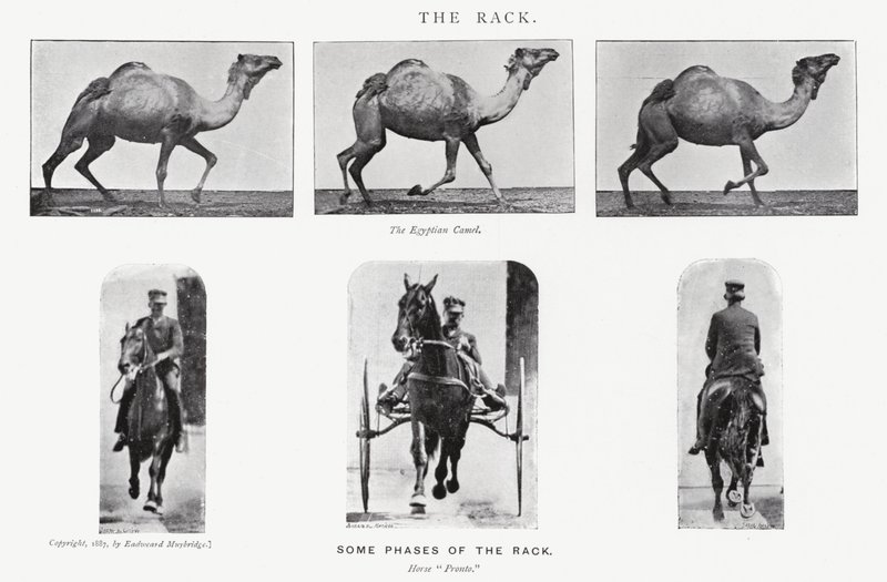 Eadweard Muybridge: The Rack av Eadweard Muybridge