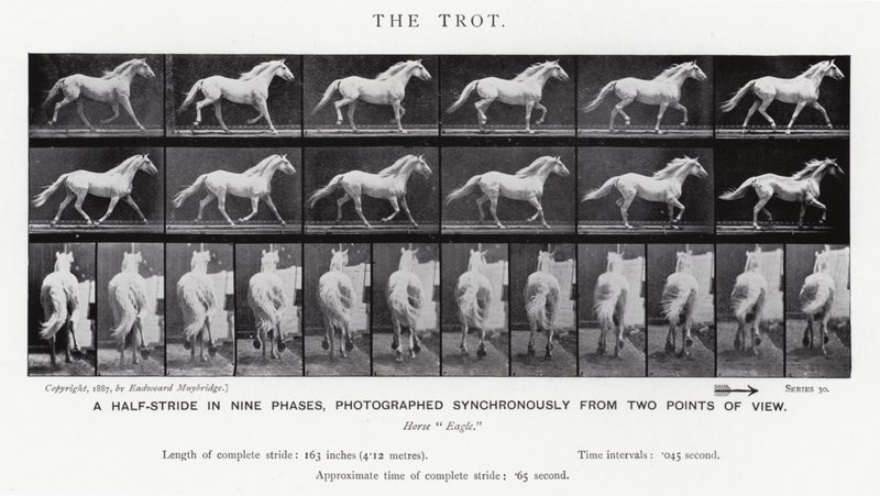 Eadweard Muybridge: The Trot (s/hvitt-bilde) av Eadweard Muybridge