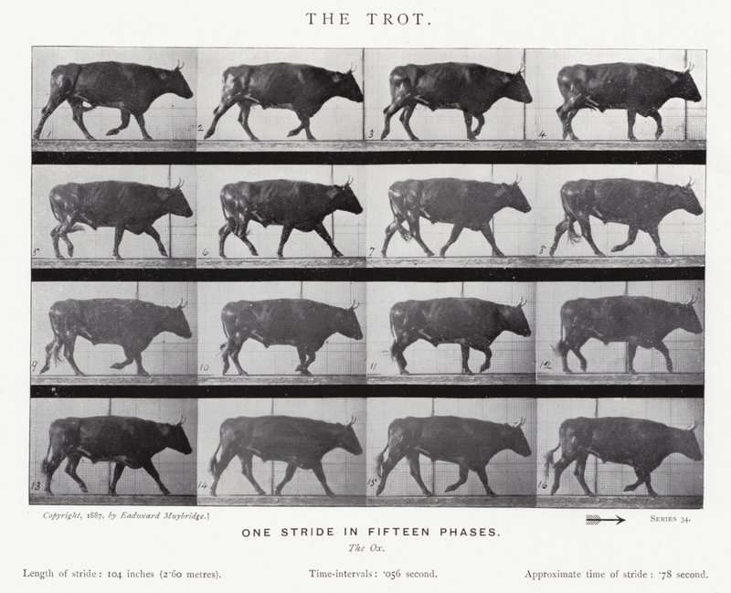 Eadweard Muybridge: The Trot (s/hvitt-bilde) av Eadweard Muybridge
