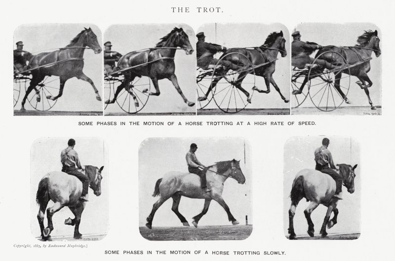 Eadweard Muybridge: The Trot (s/hvitt-bilde) av Eadweard Muybridge