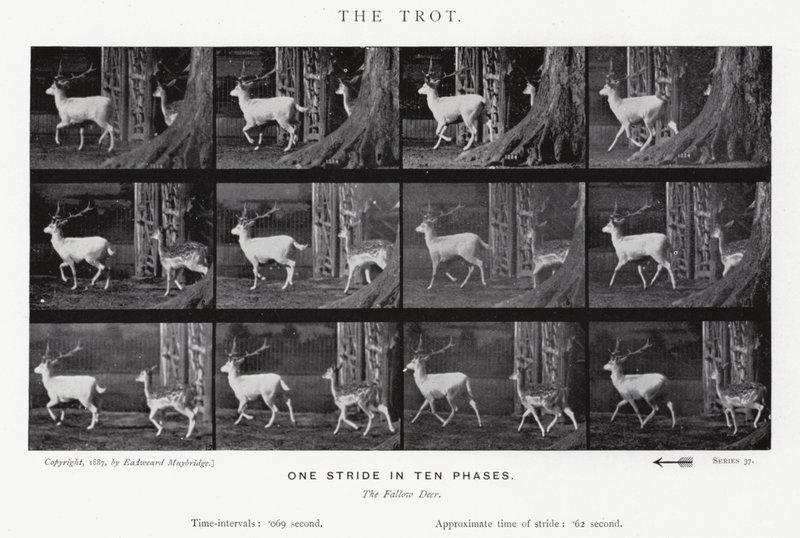 Eadweard Muybridge: The Trot (s/hvitt-bilde) av Eadweard Muybridge